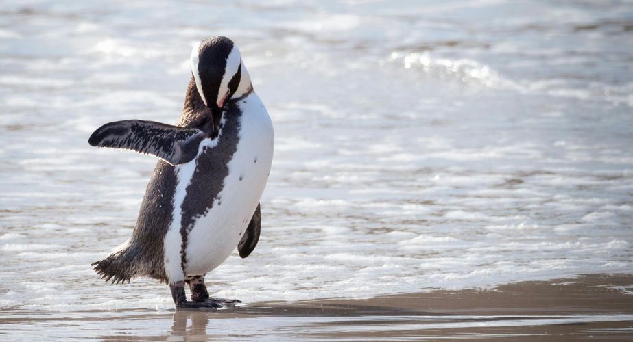 Boulders Beach